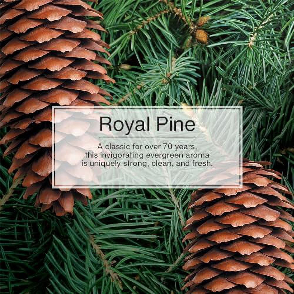 LITTLE TREES Air Fresheners Car Air Freshener. Hanging Tree Provides Long Lasting Scent for Auto or Home. Royal Pine, 24 Air Fresheners