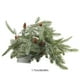 thumbnail image 3 of Guirnalda de luces navideñas con forma de piña a pilas | Tira de PVC verde de 172 cm con LED blanco cálido para decoración navideña de interior y exterior | Función de temporizador, pilas no, 3 of 7