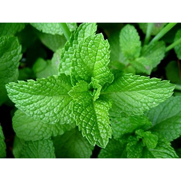 Peppermint Great Garden Herb By Seed Kingdom 20,000 Seeds