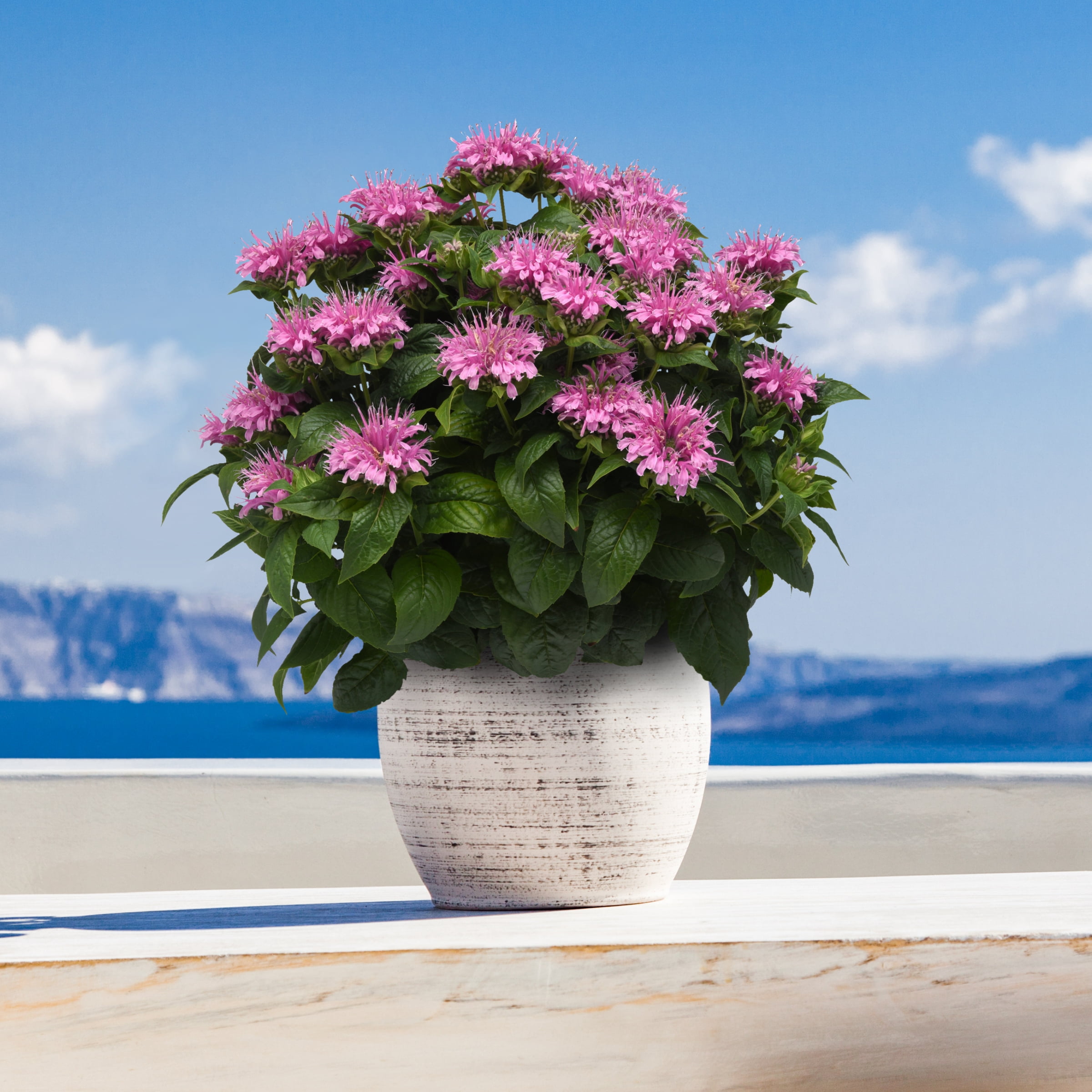 3.25 in. Monarda Bee-Mine Pink Beebalm Plant (3-Pack)