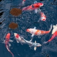 thumbnail image 5 of Unique Bargains Fish Feeding Ring, Floating Plant Corral Fish Tank Plant Corral Set for Aquarium Accessories 5pcs Black, 5 of 6