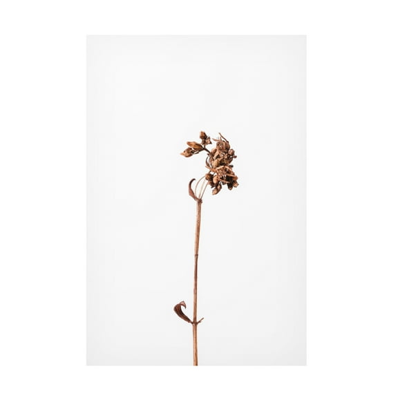 Trademark Fine Art Pictufy Studio Dried Brown Plant 2 Canvas Wall Art