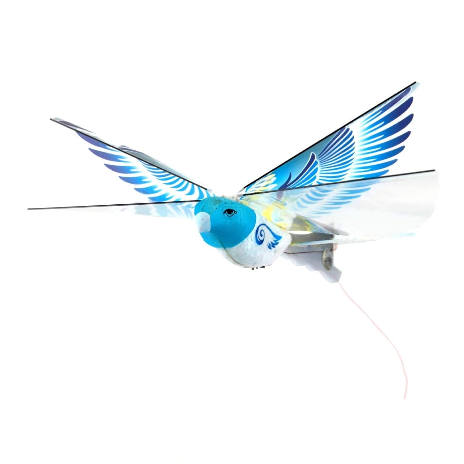 mukikim ebird
