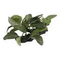 thumbnail image 4 of Aquarium Artificial Plant, Rinse   Prevent Fading Underwater Plant Decoration Small Simulation  For Fish Tank Sunken Wood Oval Leaf, 4 of 8