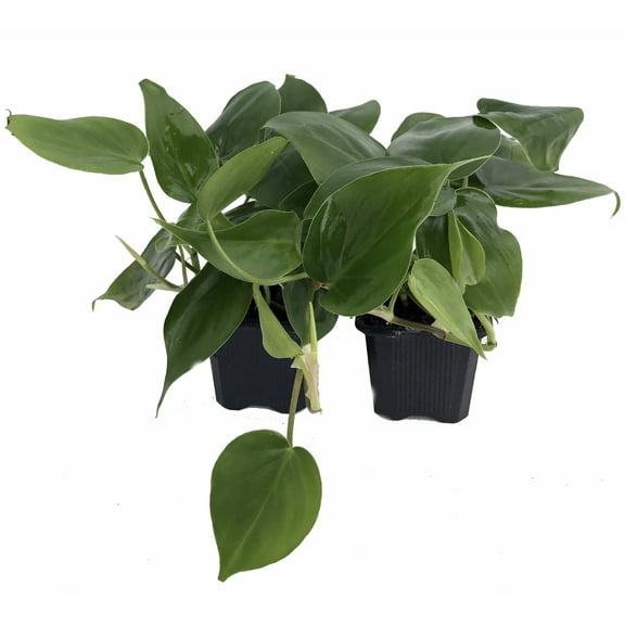 Heart Leaf Philodendron cordatum - 2 Plants - World's Easiest Houseplant-3" Pots