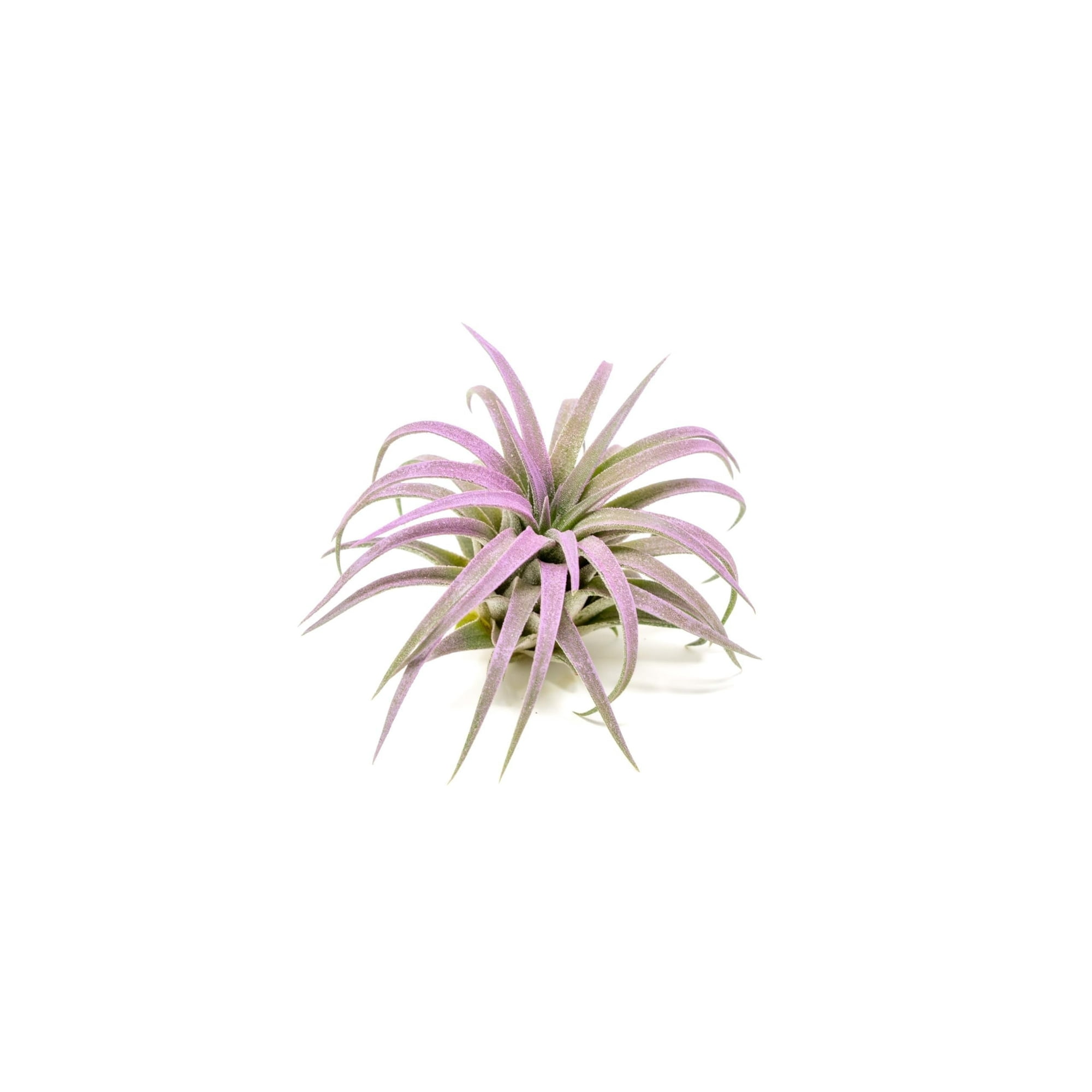 Lavender Colorful Tillandsia Air Plants - Long Lasting Color Enhanced Live Tillandsia Succulent House Plants - Home and Garden Decor - Easy Care Indoor and Outdoor Plants