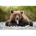thumbnail image 4 of Glacier National Park, Grizzly Bear with Tongue Out (19x27 inches, Premium 500 Piece Jigsaw Puzzle for Adults and Family, Made in USA), 4 of 4
