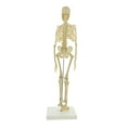 thumbnail image 2 of MonMed Skeleton - Human Skeleton Model for Anatomy Anatomical Skeleton 17” Inch, 2 of 2