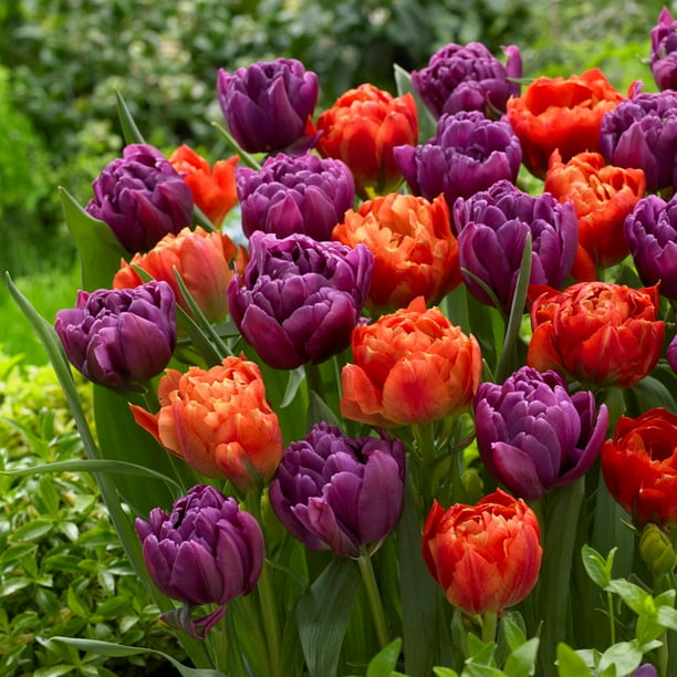 Tulip Bulbs - Disco Mix - 100 Bulbs, Mixed, Attracts Pollinators ...