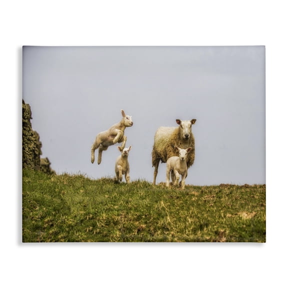Stupell Industries Farmhouse Baby Sheep Family Farm Animal Landscape Photo Canvas Art, 20 x 16, by Villager Jim