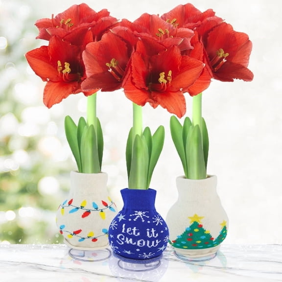 Deck the Halls Sweater Amaryllis Collection – 3 Bulb Pack - “Let It Snow” Sweater Gift Plant – Easy Indoor Growing, No Soil or Water Needed – Red Amaryllis Flowers Bloom in 4–8 Weeks