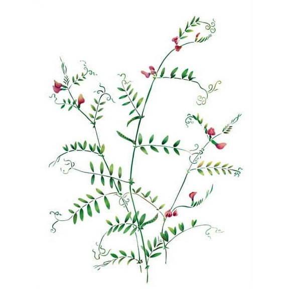 The Mad Stencilist Spring Vetch Wall Stencil; TMS510