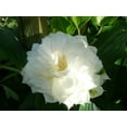 thumbnail image 4 of Clematis Dutchess of Edinburgh - 3 Live Plants in 4 Inch Growers Pots - Clematis 'Dutchess of Edinburgh' - Starter Plants Ready for The Garden - Beautiful White Bloom Flowering Vine, 4 of 5