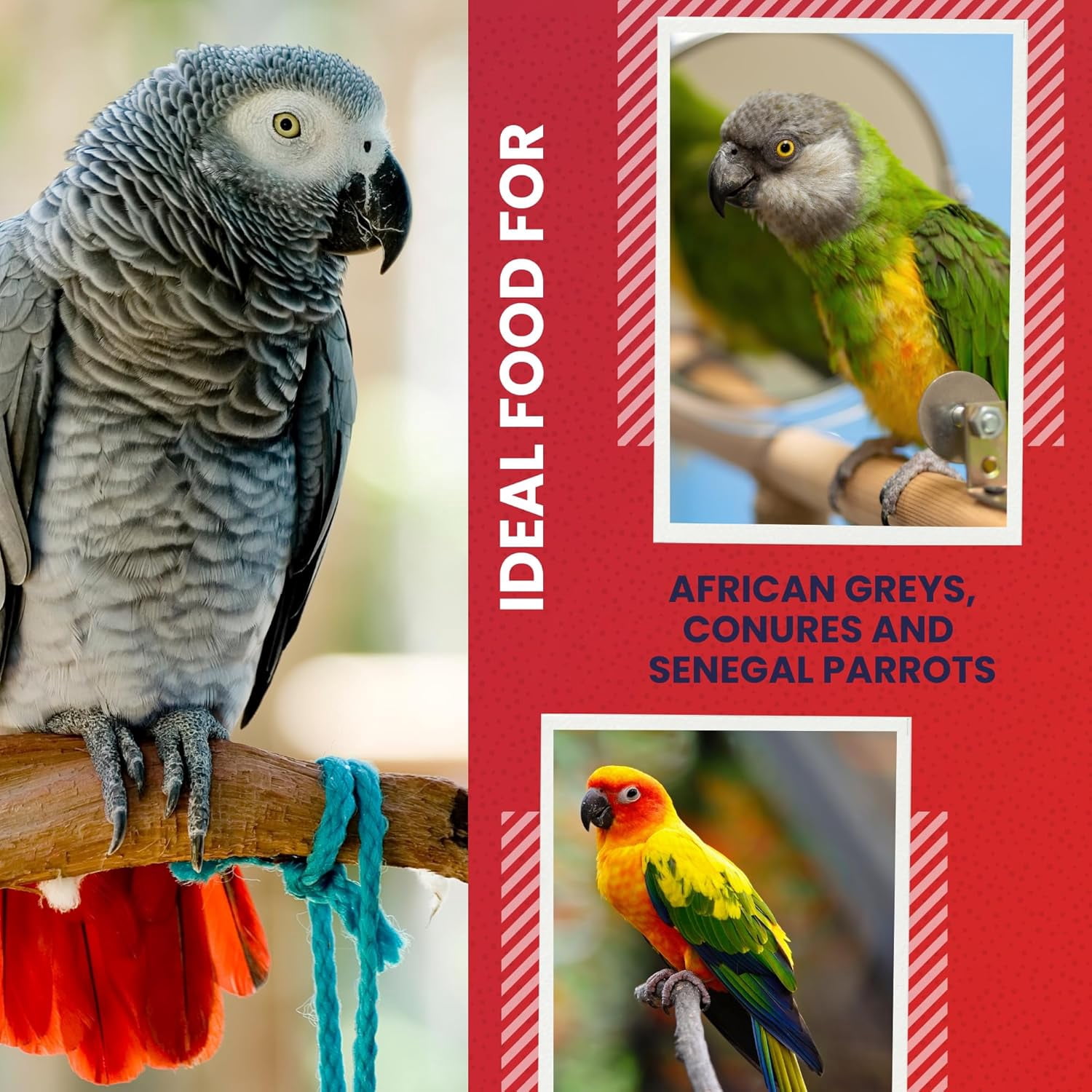 ABBA 1400 Premium Bird Food for African Greys, Senegals & Conures, Seed Blend with Whole Eggs, Fruits, Nuts, Vitamins & Minerals, 5 lb