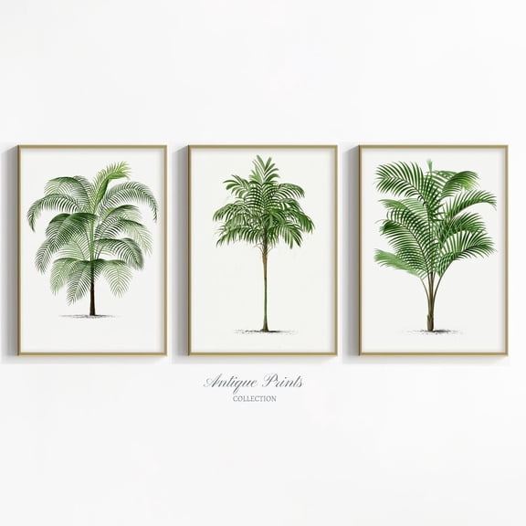 Vintage Palm Tree Sketch Coastal Beach Cottage Wall Art Print Set 3 Unframed Paper Print 8x12