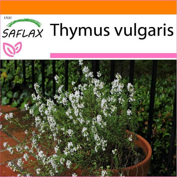 Saflax - Garden in the Bag - 200 seeds - Common Thyme - Thym commun - Timo - Tomillo - Echter Thymian--