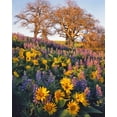 thumbnail image 2 of Terrill, Steve 12x14 Black Ornate Wood Framed with Double Matting Museum Art Print Titled - WA, Balsamroot, lupine, and oaks on hillside, 2 of 4