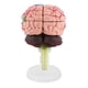 thumbnail image 3 of Health Gear Modelo de cerebro humano, modelo médico anatómico cerebral con arterias para el estudio de la ciencia en el aula de la exhibición del modelo médico de ense?anza Ecomeon no, 3 of 4
