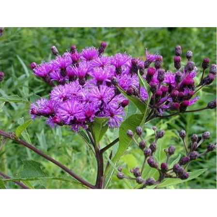 Ironweed Plant - Unique Purple Blooms - Vernonia gigantea - Rootstock to Plant in Your Own Garden (1 Rootstock)