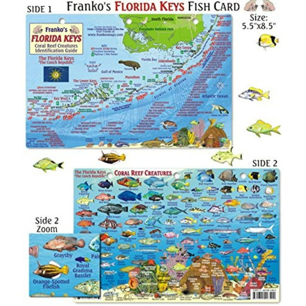 Florida Keys Reef Creatures Fish ID, Detailed images and name identification By Franko Maps