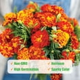 200 Sparky Marigold Seeds for Planting Outdoors Non GMO Heirloom