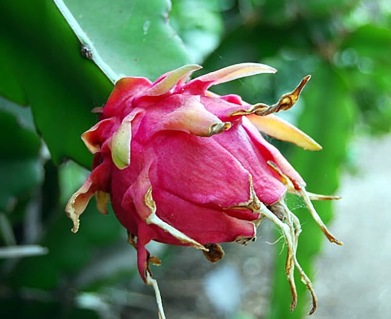 Buy Dragon Fruit Plant Hylocereus Pitaya/Strawberry Pear 6 Pot