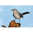 thumbnail image 2 of Northern Mockingbird Mimus Polyglottos Wall Mural by Wallmonkeys Peel and Stick Graphic (18 in W x 12 in H) WM263375, 2 of 4