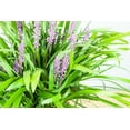 thumbnail image 3 of 1 Gal. Royal Purple Liriope - Monkey Grass - Ornamental Groundcover - Drought Tolerant, 3 of 5