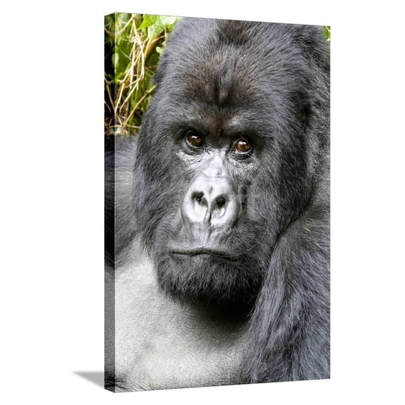 Africa, Rwanda, Volcanoes National Park Portrait of a silverback mountain gorilla, Animals Stretched Canvas Wall Art by Ellen Goff  Sold by ArtCom