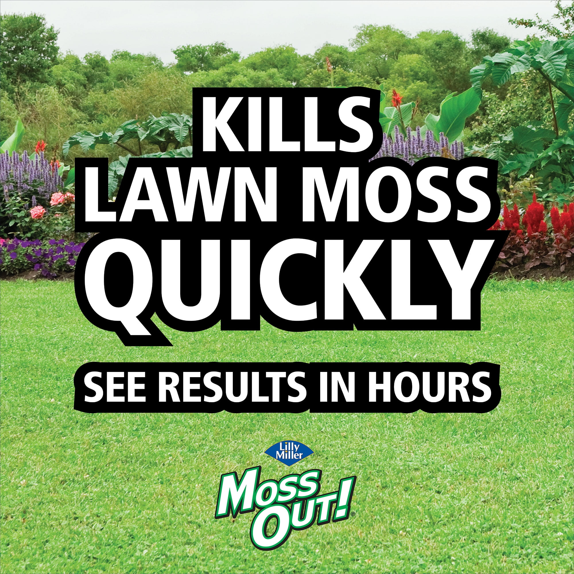 Lilly Miller Moss Out! Spot Treater for Lawns & Flower Beds, Herbicide, 3lb. 1 pack