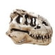 thumbnail image 4 of Dinosaurio Cráneo Decoración Dinosaurio Resin Head Modelo Home Bar Party Decoration Decoración de la Fiesta para Artes de Artes Aprendizaje y Educación Juguetes AweSitey HA011452-00B, 4 of 7