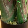 thumbnail image 5 of Nearly Natural 12ft. Artificial Travelers Palm Tree, 5 of 8