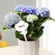 thumbnail image 4 of Paquete de 50 etiquetas para plantas Zulema Etiqueta de plantas en forma de T Flor, 4 of 8