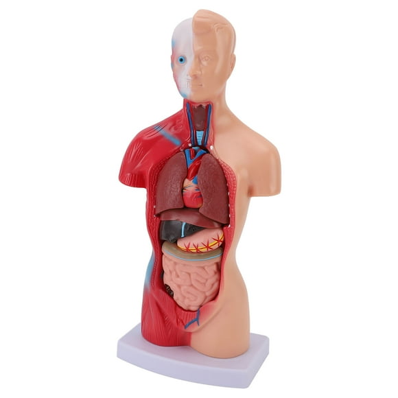 Anatomy Human Body Model, Non Slip Feel Intuitive Lifelike Bright Colors Interactive Anatomy Model with Organs for Medical Student for School