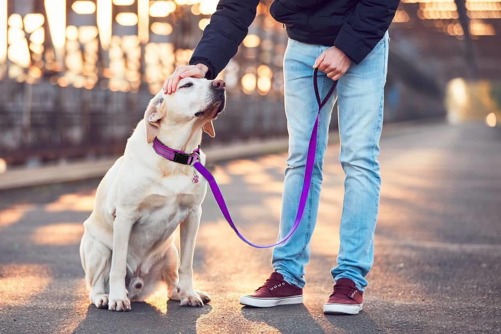 Masbrill Soft Padded Dog Collar with Reflective Strips photo 6