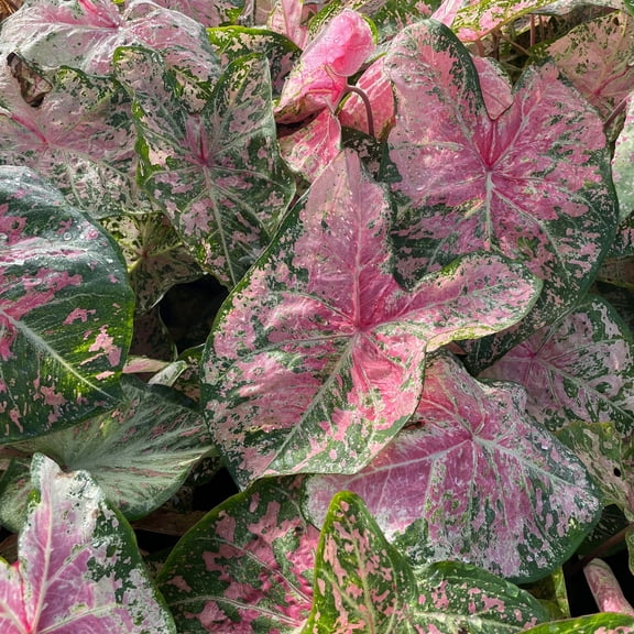Easy to Grow Caladium Pink Cloud 3 Tubers, Pink Green Foliage Partial Shade Summer