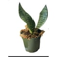 thumbnail image 2 of Succulents & Such Two Sansevieria Plants, 4" Pots, Air Purifier Plants, Moderate Light, 2 of 6