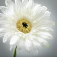 thumbnail image 2 of 25"H Sullivans Refreshing Cream Gerbera Daisy, Cream, 2 of 3