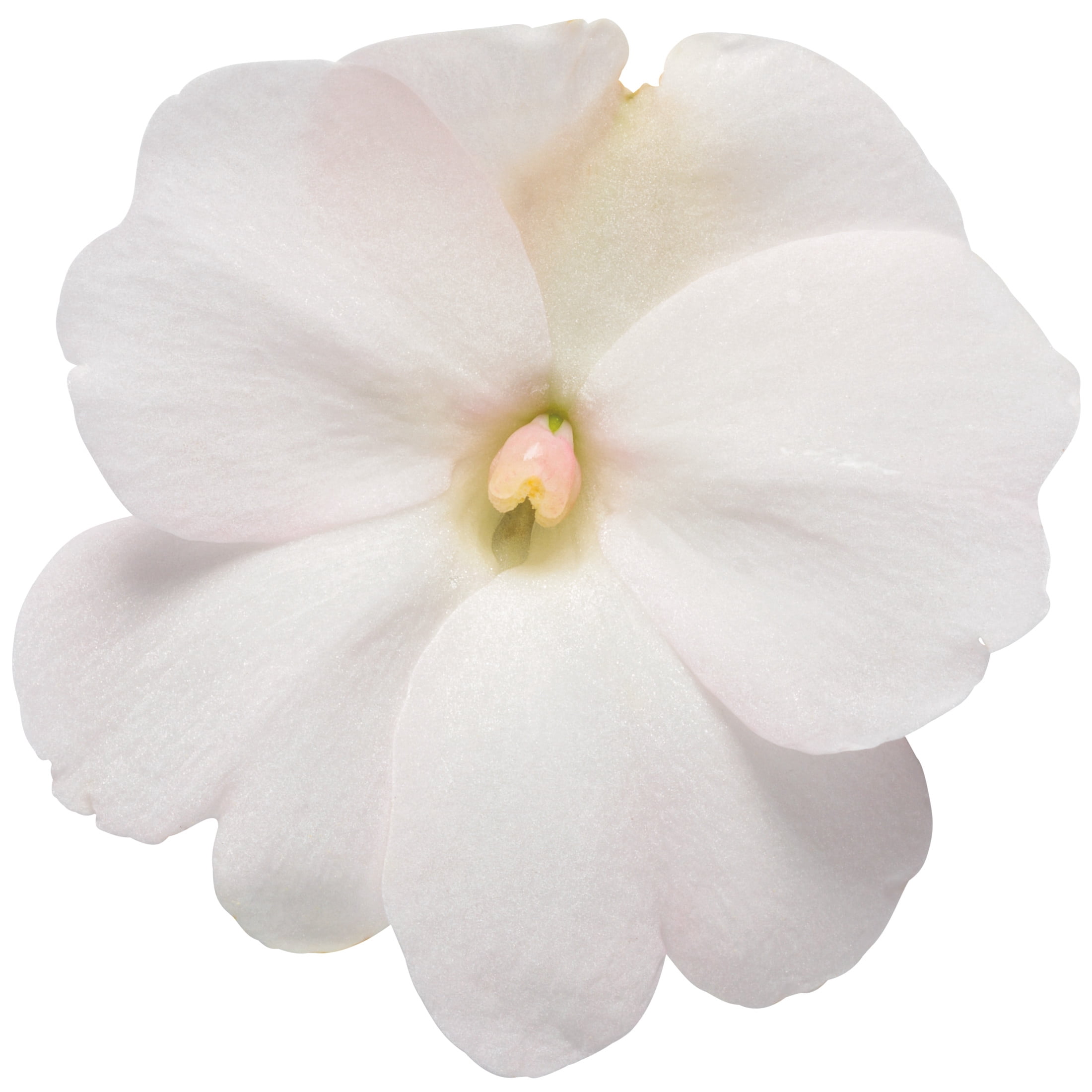 Proven Winners 4" SunPatiens Compact Classic White Impatiens Live Plant in 4.25" Pot (4 Count)