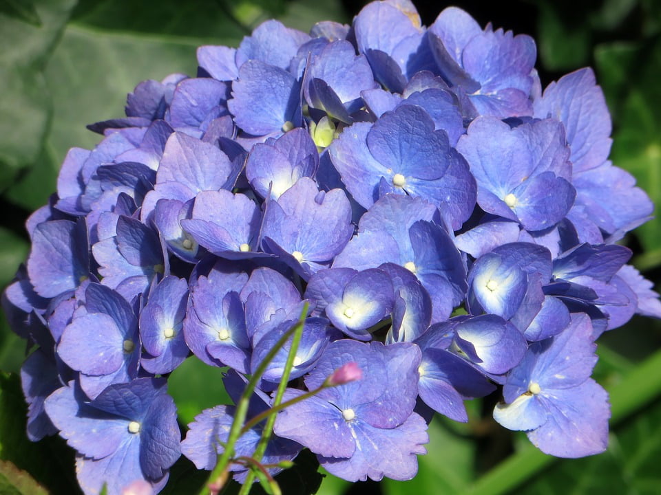 Blue Hydrangea Macrophylla Flowering Hydrangea-12 Inch By 18 Inch