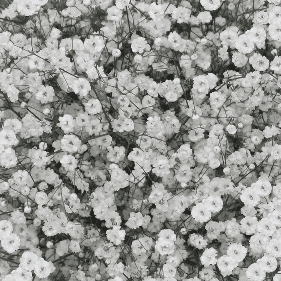 120 Stems of Baby's Breath Gypsophilia- Beautiful Fresh Cut Flowers- Express Delivery