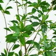 thumbnail image 3 of Nearly Natural 7ft. Artificial Minimalist Japanese Pieris Tree with Real Touch Leaves, 3 of 6