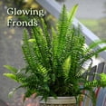 thumbnail image 4 of Tropical Plants of Florida 15" to 18" Green Kimberly Queen Fern Houseplant; Partial Sunlight, 4 of 8