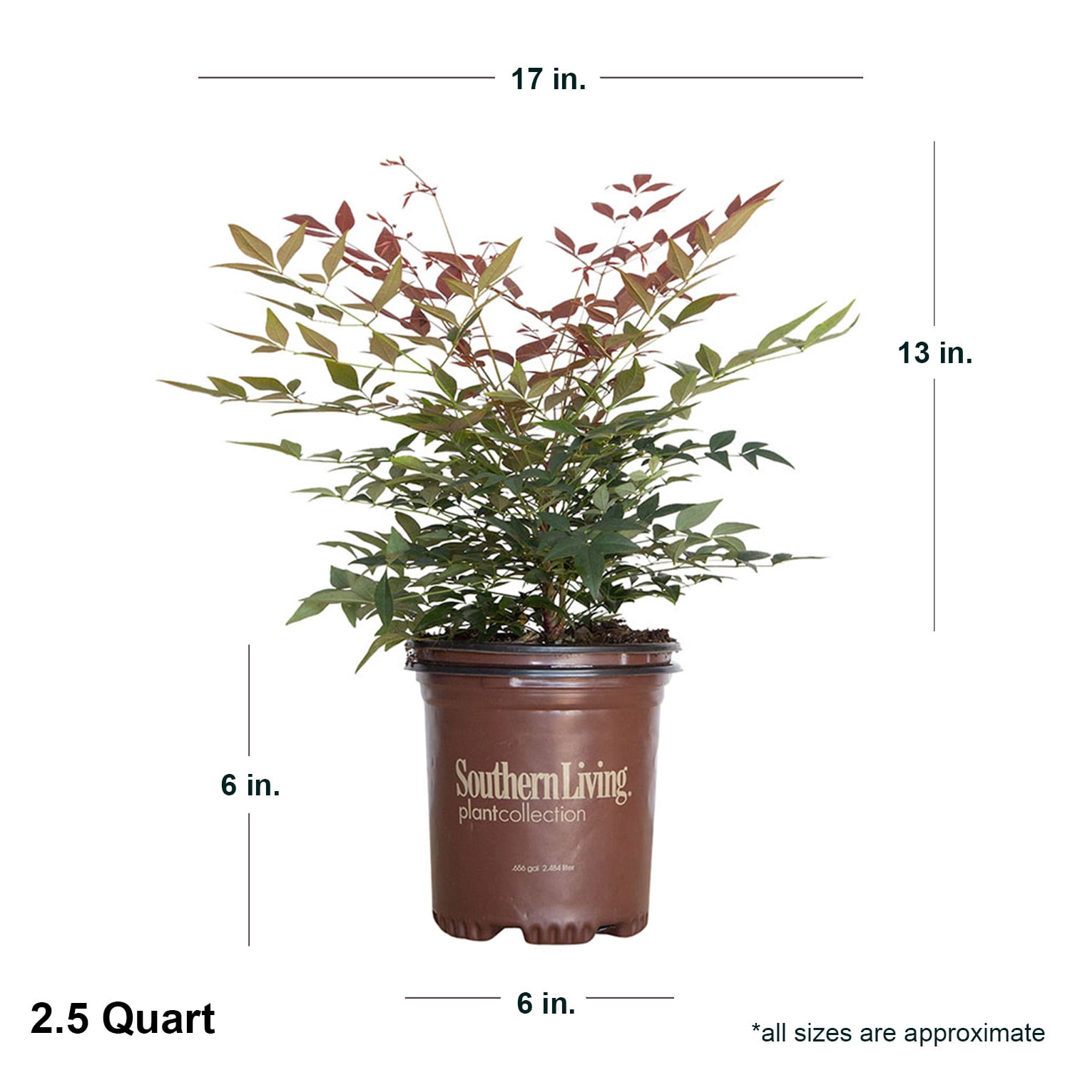 Southern Living Obsession Nandina Live Shrub in 2.5-Quart Grower Pot