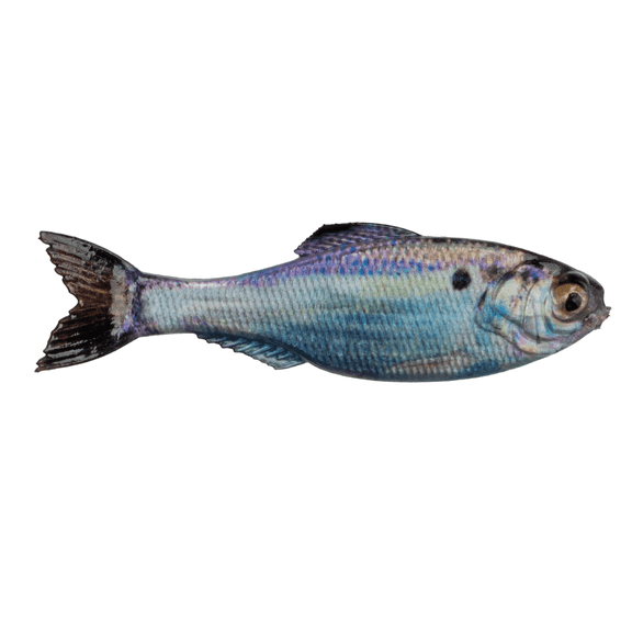 6th Sense Panorama 3.5 Soft Swimbait Bass and Crappie Fishing Lure Multi-Species Finesse Forage Bait