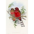 thumbnail image 3 of John Gould 11x14 Black Modern Framed Museum Art Print Titled - Hodgson's Trogon (1850-1883), 3 of 5