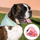 thumbnail image 4 of Collar y diadema para perro a juego y pulsera de la amistad del propietario, incluye caja de regalo, marihuana duradera., 4 of 5