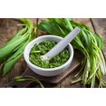 thumbnail image 3 of SHIQI-Ramsons Wild Garlic Seeds Herbs Perennial Plant for Planting Non GMO 10 Seeds, 3 of 4