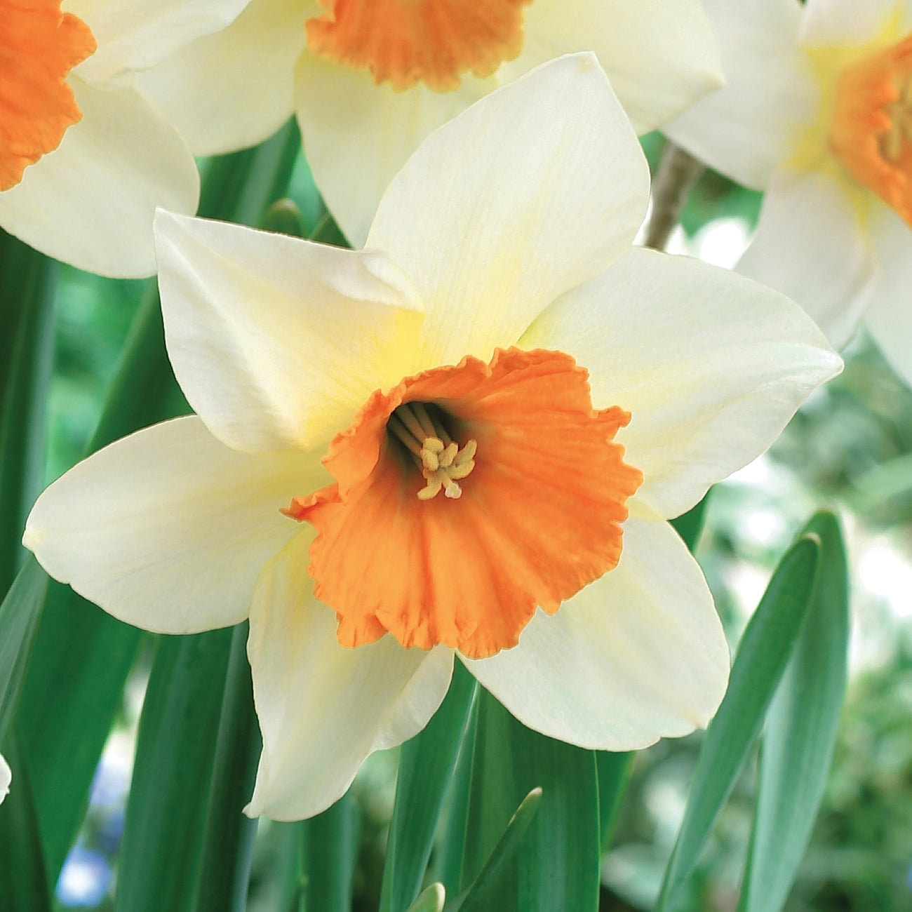 Daffodil Van Zyverden's Daffodil Sempre Avanti (Set of 25 Dormant