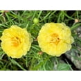 thumbnail image 3 of 100 Yellow PORTULACA MOSS ROSE Portulaca Grandiflora Succulent Flower Seeds, 3 of 11